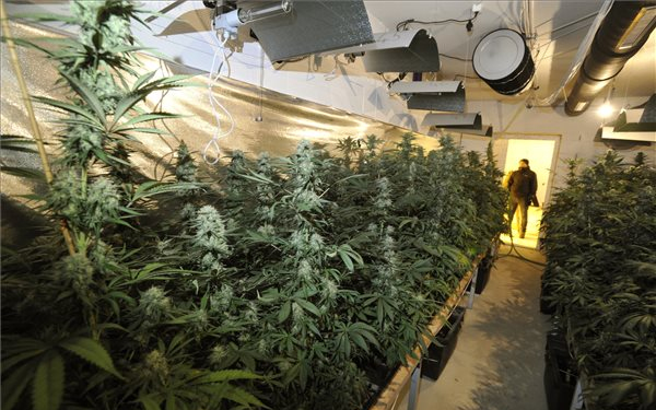 Óriási kannabiszültetvényt számoltak fel a rendőrök Remeteszőlősön