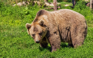 Medvét láttak Miskolcon