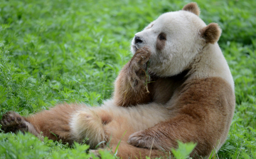 Átvészelte a nagy hidegeket a világ egyetlen barna pandája