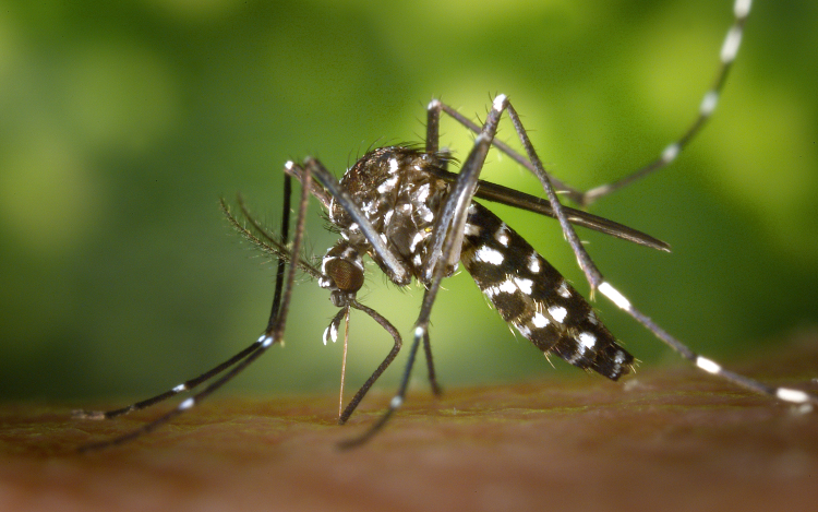 Terjed a chikungunya-vírus Olaszországban