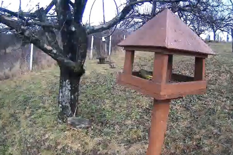 Webkamerán is láthatók egy nógrádi madáretető vendégei