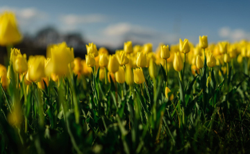 A tavasz érkezésének ünnepe – Tulipánszüret a Kincsek Völgyében a Balaton mellett