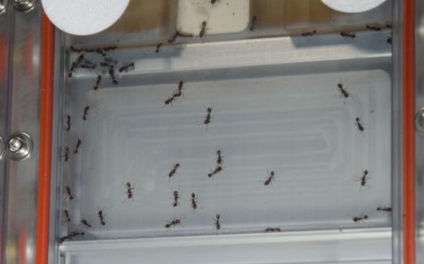 A hangyák az űrben is csapatban dolgoznak