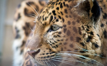Egy hétig titkolta három leopárdjának megszökését egy szafaripark
