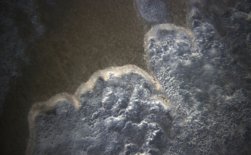 Új vírust fedeztek fel az óceán mélyén